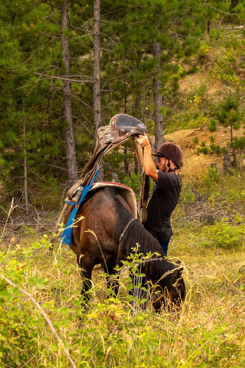 Saddling a horse in the pine forest before the ride